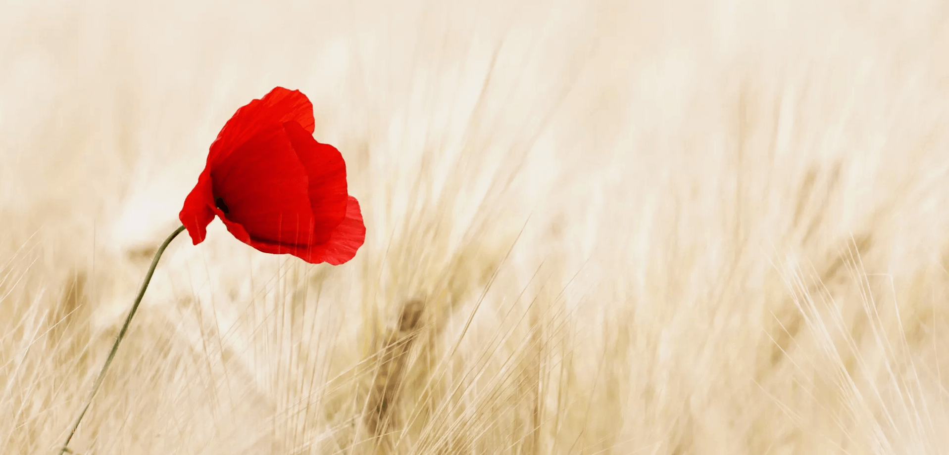 Ubuntu 安装 Docker